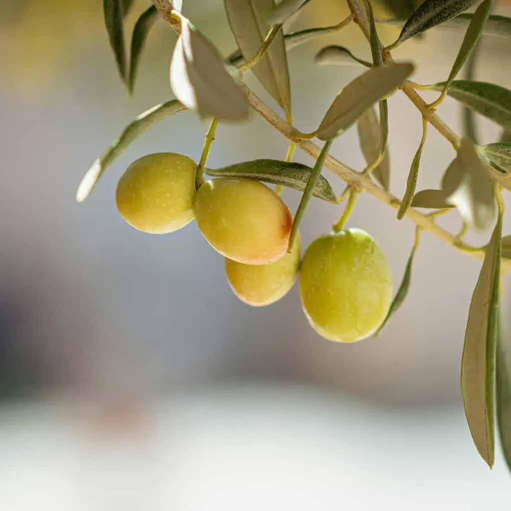 Green olives hanging from an olive tree branch, fresh and ready for harvest or processing, showcasing natural crop abundance.
